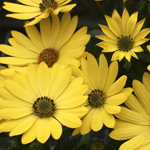 Osteospermum Soleo Yellow
